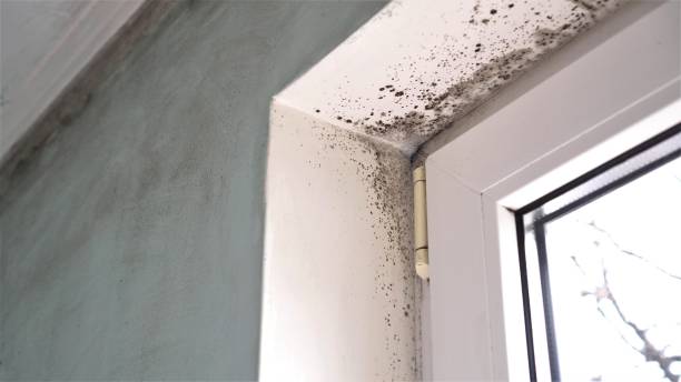 Attic Mold Removal in Minorca, LA