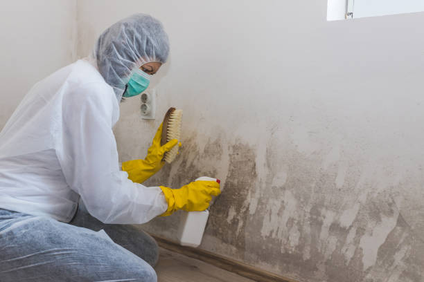 Home Mold Removal in Minorca, LA