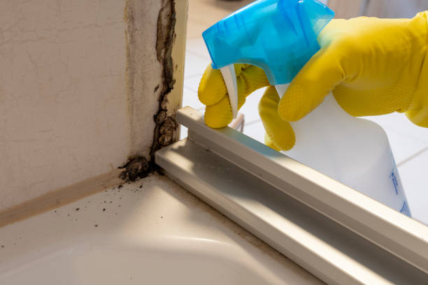 Mold Removal Process in Minorca, LA