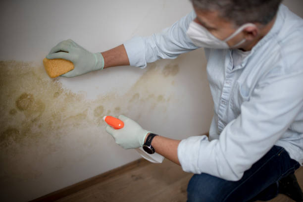 Professional Mold Removal in Minorca, LA