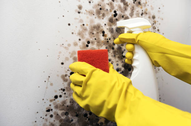Mold Testing and Removal in Minorca, LA