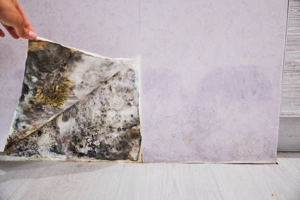 Best Same-Day Mold Removal  in Minorca, LA